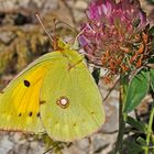 Postillon / Postillion (Colias croceus)