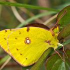 Postillon, Wander-Gelbling (Colias croceus) 