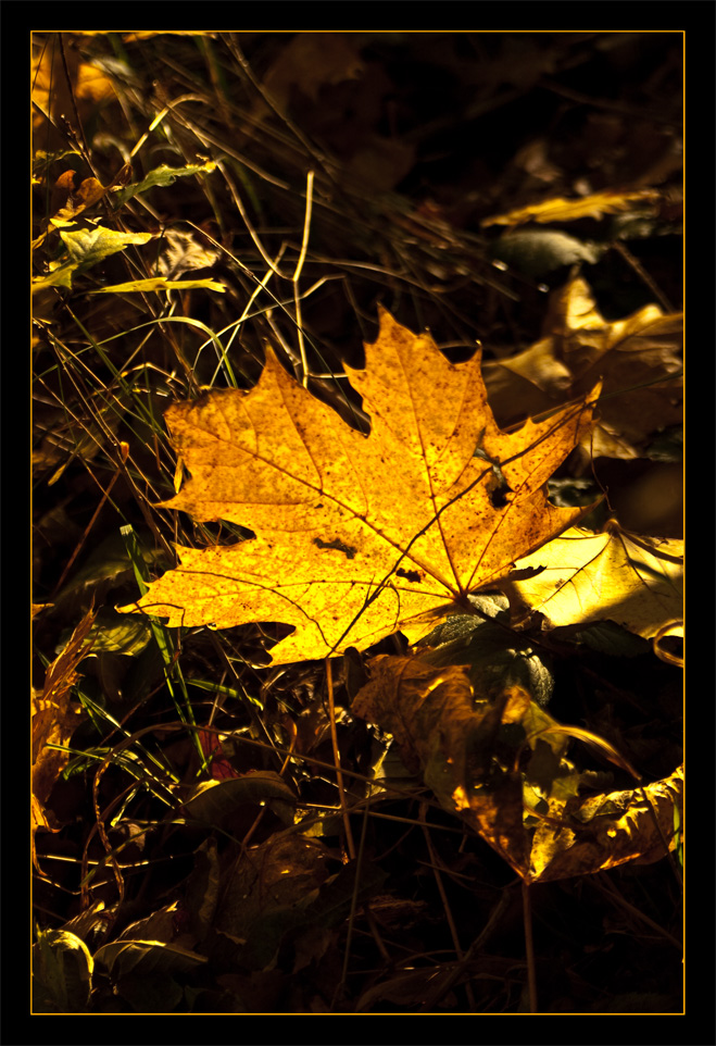 Postkarte mit Blatt