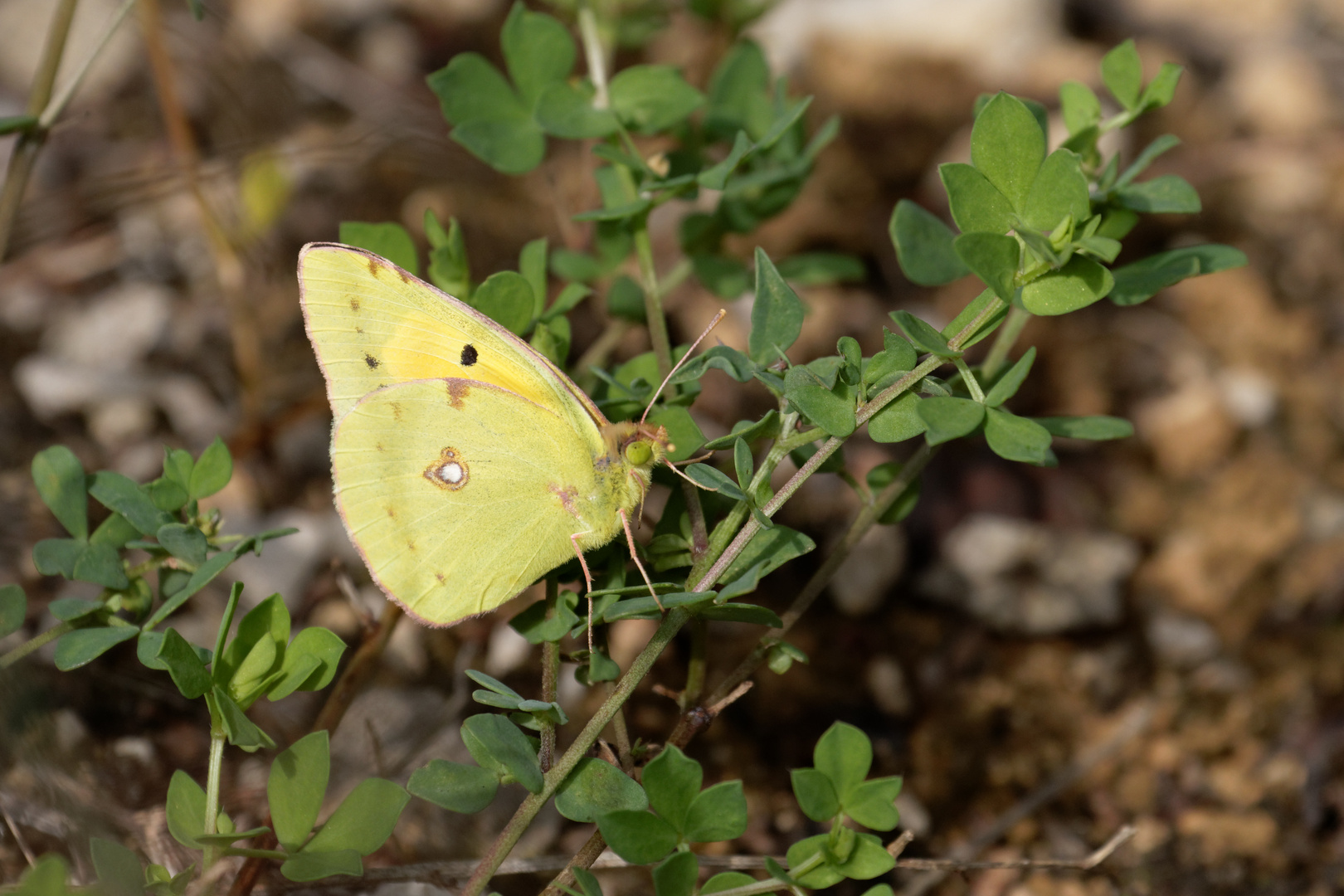 Postllion (Colias croceus)