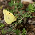 Postllion (Colias croceus)