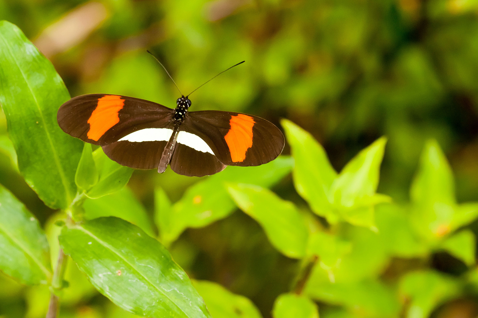 POSTMAN (Heliconius melpomene rosina)