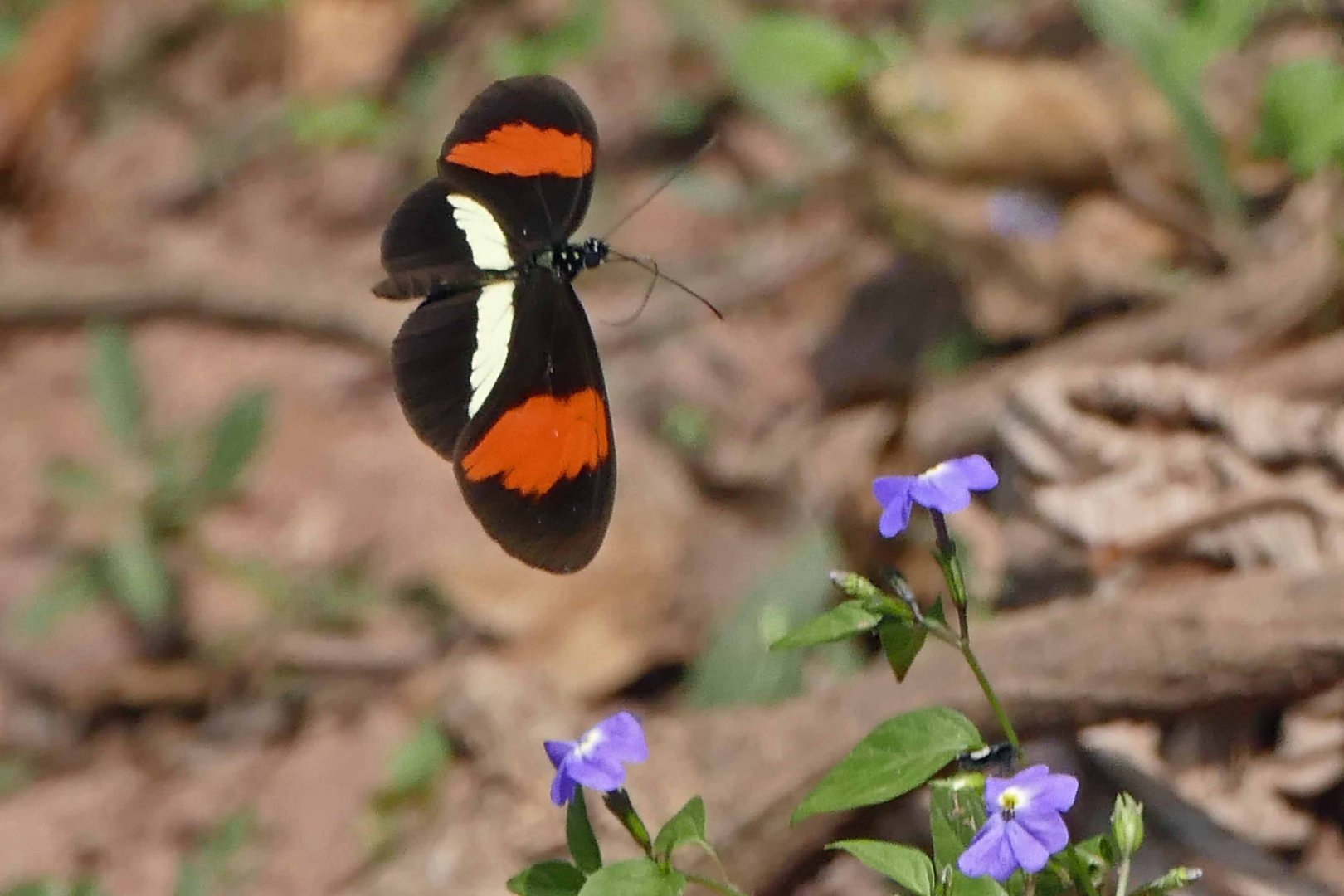 POSTMAN (Heliconius melpomene rosina)