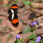 POSTMAN (Heliconius melpomene rosina)