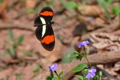 POSTMAN (Heliconius melpomene rosina)