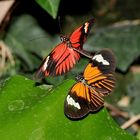 Postman Schmetterling, Heliconius Melpomene