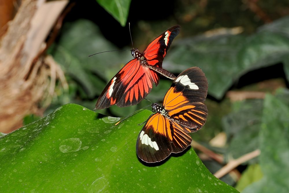 Postman Schmetterling, Heliconius Melpomene