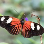 Postmann - Heliconius melpomene madeira - Oberseite