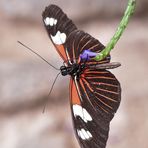 Postmann  - Heliconius melpomene madeira - Unterseite