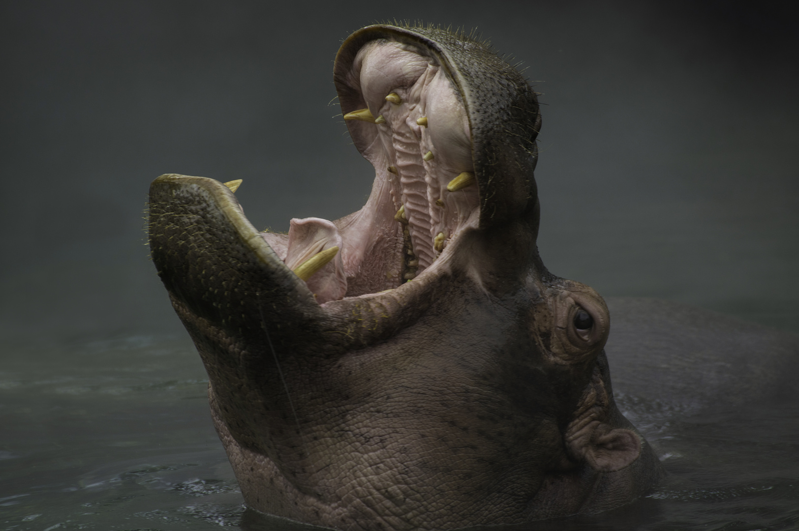 Posture d'intimidation (Hippopotamus amphibius, hippopotame)