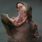 Posture d'intimidation (Hippopotamus amphibius, hippopotame)