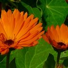 Pot Marigold