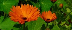 Pot Marigold