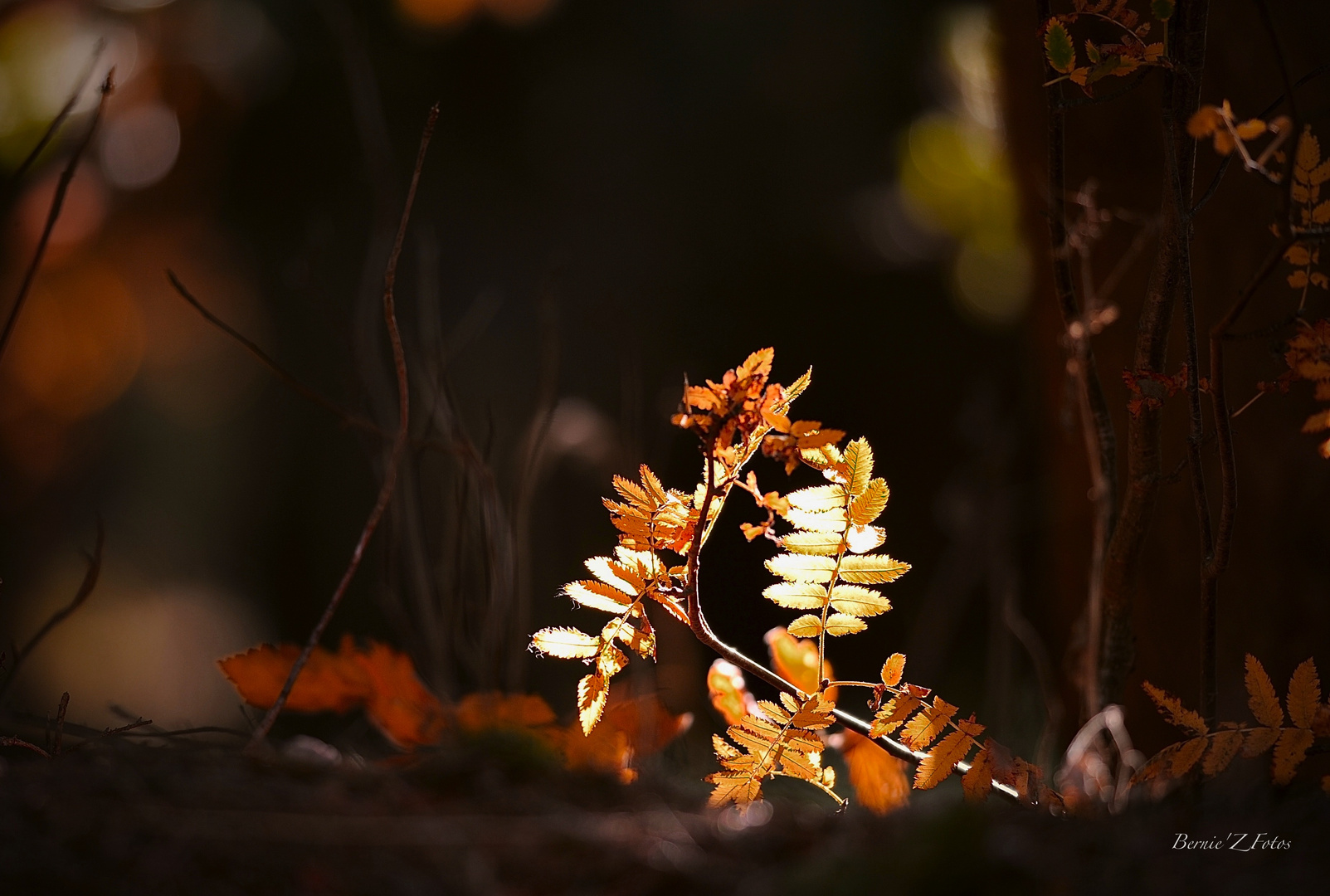 Pot pourri automnal