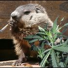 Pot smoking ground hog in his garden