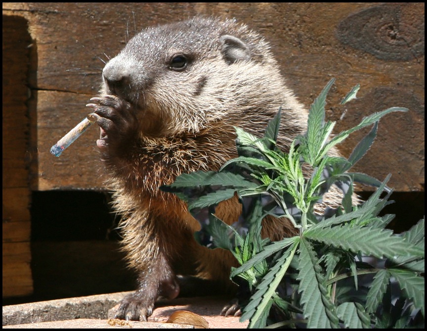 Pot smoking ground hog in his garden photo & image animals, wildlife