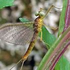 Potamanthus luteus - Gelbe Eintagsfliege