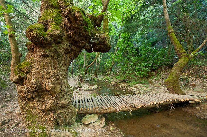 Potami jungle / Samos 2011