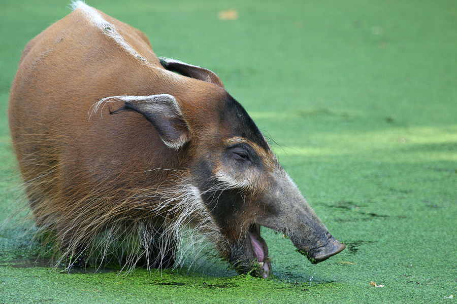 Potamochoerus porcus