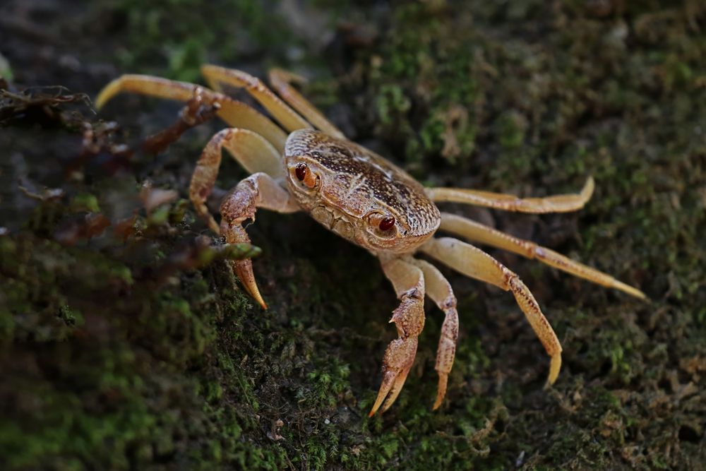 Potamon potamios Foto & Bild griechenland, natur, europa Bilder auf