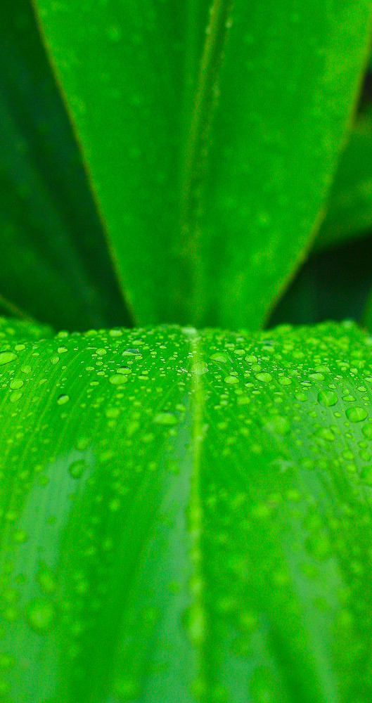 Potanischer Garten auf Hawaii