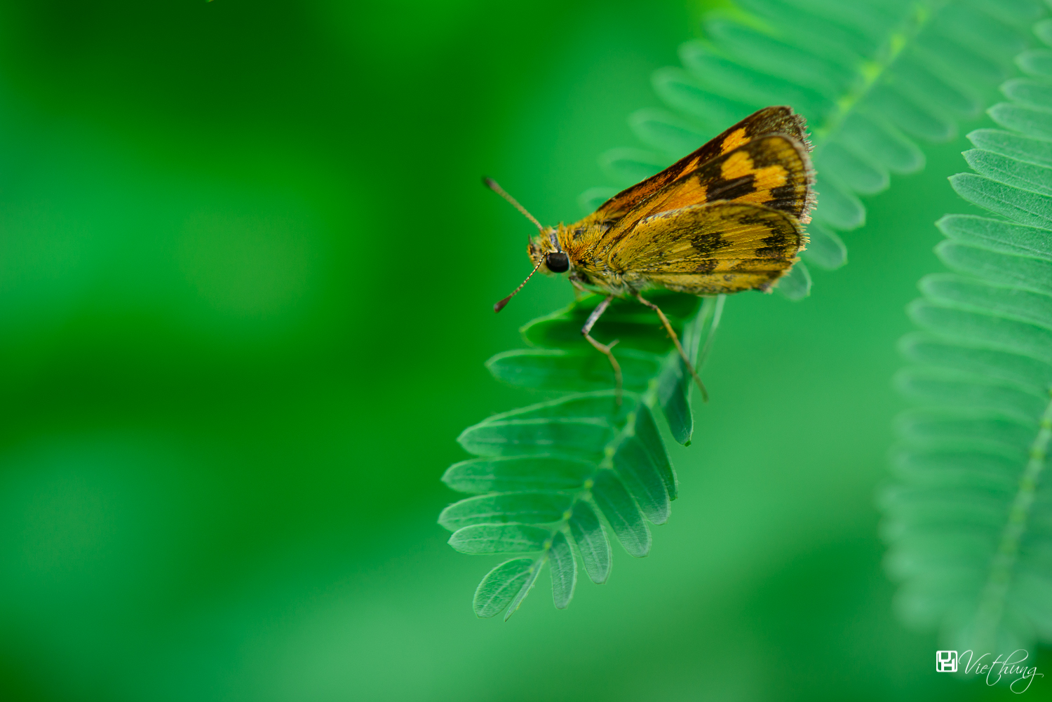 Potanthus sp.- Darts