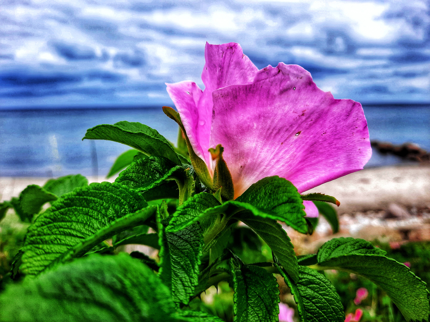 Potato Rose avec vue sur la mer !