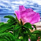 Potato Rose avec vue sur la mer !