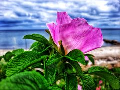 Potato Rose avec vue sur la mer !