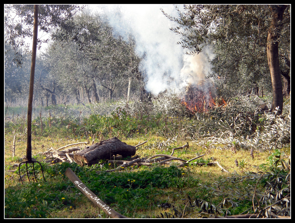 Potatura dell'Olivo