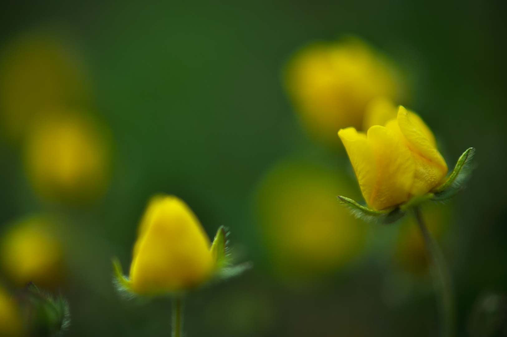 Potentilla 2012