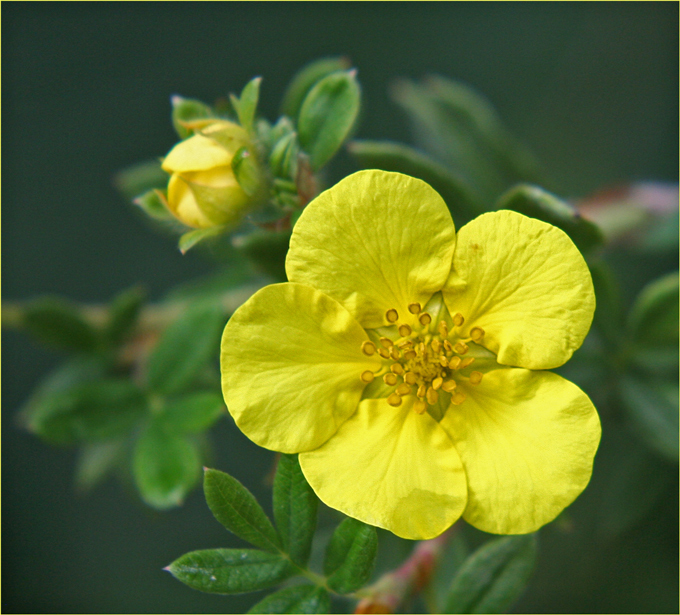 Potentilla