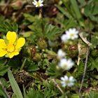 Potentilla