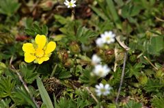 Potentilla