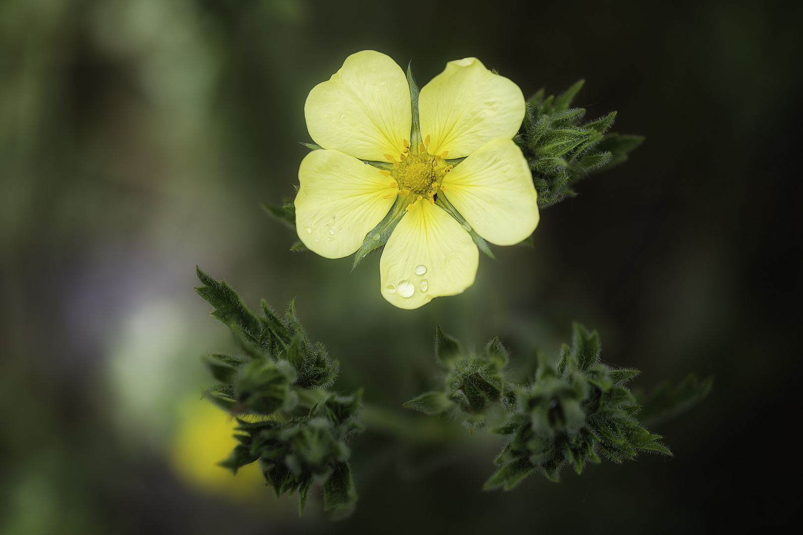 ... Potentilla ...