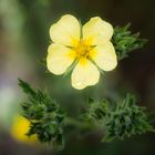 ... Potentilla ...