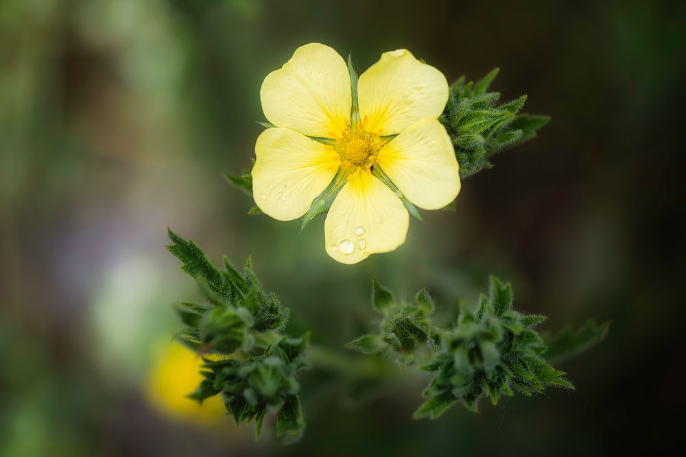 ... Potentilla ...