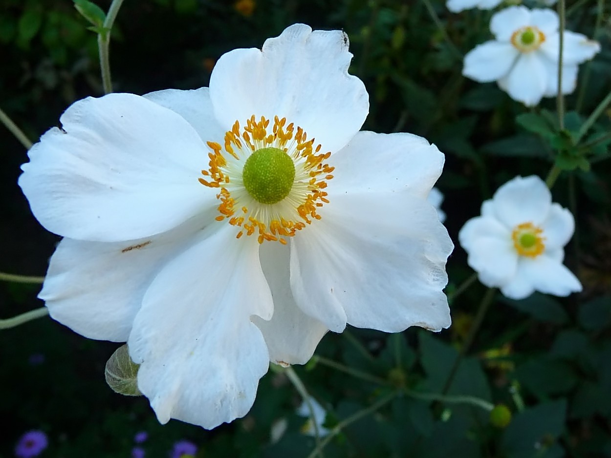 Potentilla