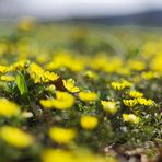 Potentilla erecta