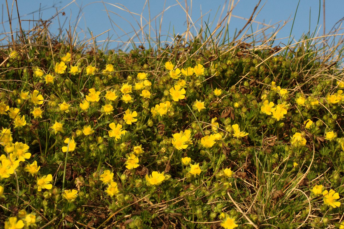 Potentilla-Teppich