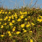 Potentilla-Teppich