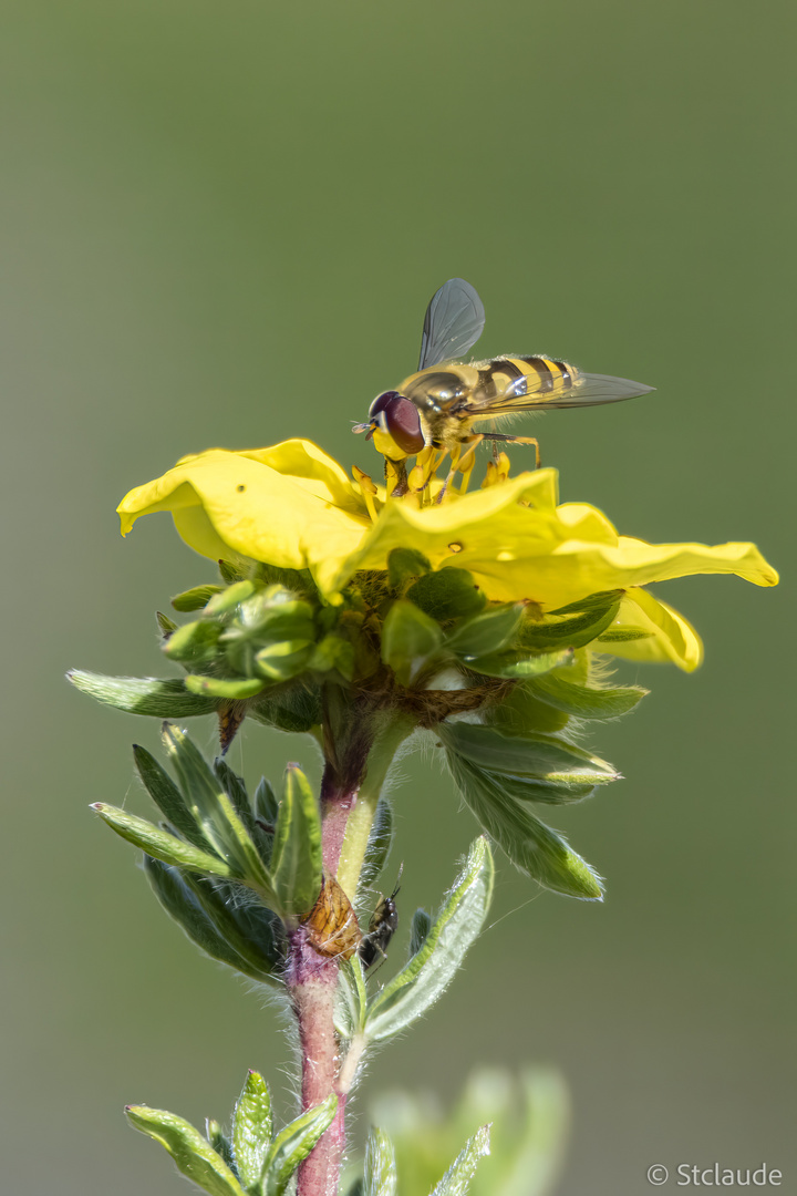 Potentille arbustille