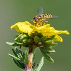 Potentille arbustille