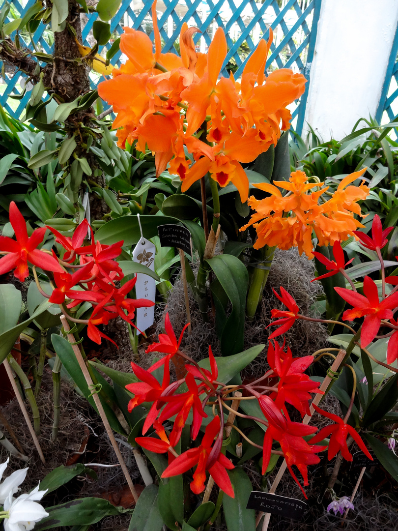 Potinara Samba Laranja und Laeliocattleya Rojo