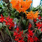 Potinara Samba Laranja und Laeliocattleya Rojo