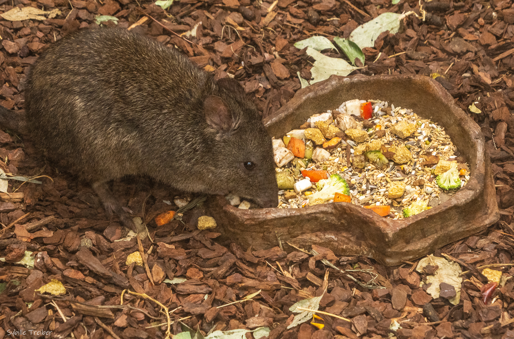 Potoroo