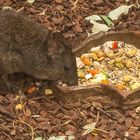 Potoroo