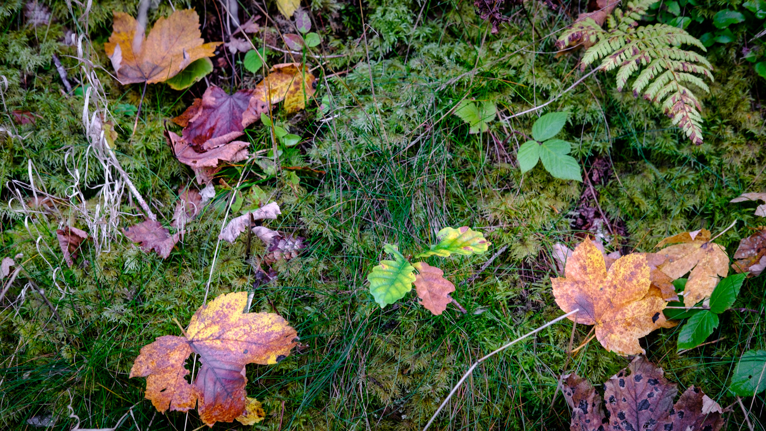 Potpourri