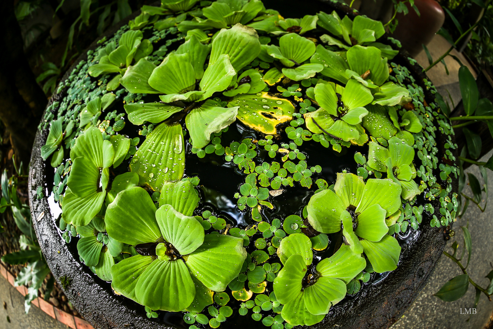 Potpourri Foto & Bild asia, thailand, pflanzen, pilze & flechten