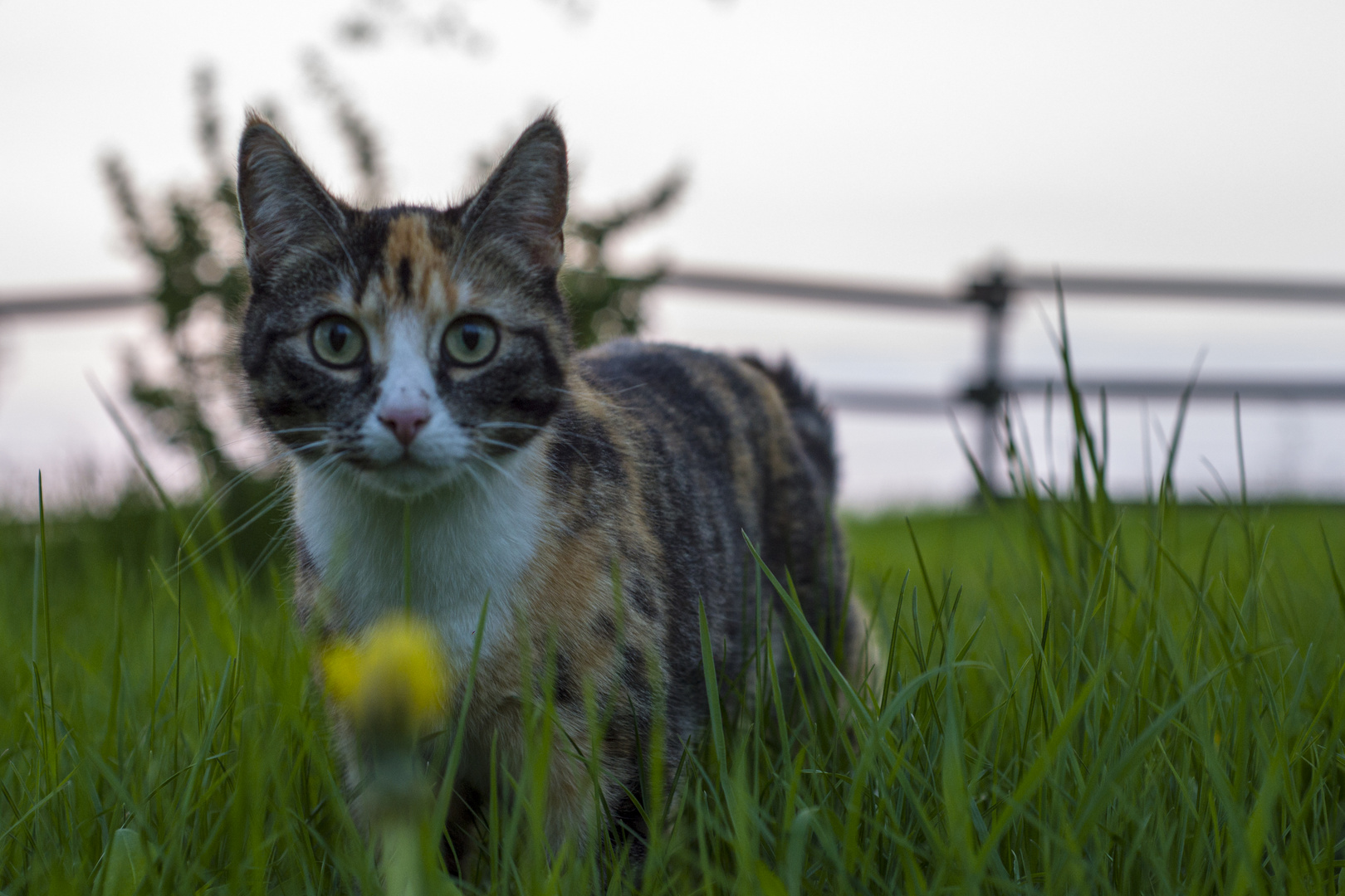 Potrait im Grünen